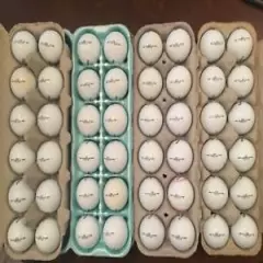 48 Callaway HX DIABLO TOUR Golf Balls in 4A and 5A Condition 