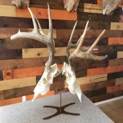 Amazeen Outdoors Double Table Top Mount European Skull Hanger Deer Hook Metal