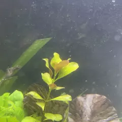 Ludwigia Repens - Beautiful Live Aquarium Plants