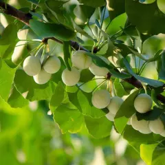 Ginkgo Biloba Silver Apricot Nut Organic Ripe Have Aphrodisiac Qualities