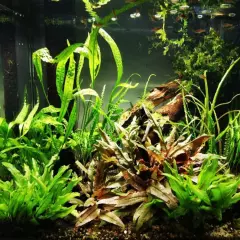 Cryptocoryne Wendtii Brown Grown in Vitro Tissue Culture Easy Aquatic Plant Tank