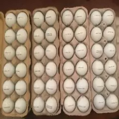 48 Titleist PRO V1 Golf Balls in Near Mint to Mostly Mint Condition 