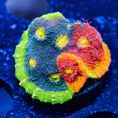 CB Rainbow Crush Chalice Coral (Large), WYSIWYG Live Coral