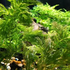 Package Bundle Hornwort Ceratophyllum Demersum Great for Aquatic Live Plants