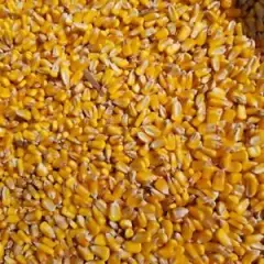 15 LB Whole Kernel Corn Deer Squirrel Bird Chicken Arts & Crafts Corn Hole Bags