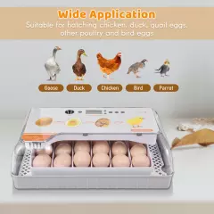 Digital Incubator 20 Eggs Poultry Hatcher with Auto Turning W6R6