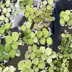 100+ Giant Duckweed - super easy Aquarium or Pond plant (Moss) BUY2GET1FREE!