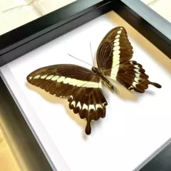 The Sulawesi Swallowtail Butterfly (Papilio gigon) Deep Box Display Frame 