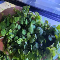 Salvinia Minima And Duck Weed Floating Plants. Read Description. 1 Cup +