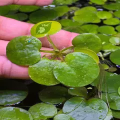 Amazon Frogbit - Aquatic Plant - 30+ leaves - Live plant - aquarium and pond USA