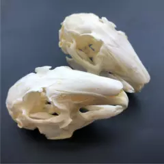 10 pcs real Rabbit Skull specimen Animal bone specimen Collection From the farm