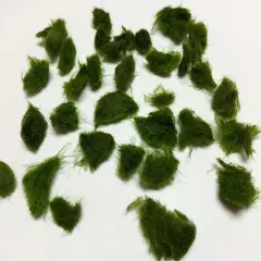 Marimo Moss 100 Pieces 0.25-0.5 inch Cladophora Live Plant Aquarium in USA.