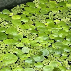 10 Amazon frogbit - Aquarium Or Pond Floating Plant