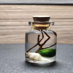 CUTE Mini Terrarium, Live Marimo Moss Ball, Ecosphere, DIY Aquarium, Decor 