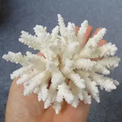 White Coral, Real Sea Coral, Beautiful Natural Coral, Marine Coral, Aquarium