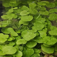 Brazilian Pennywort - LARGE BUNCH (12+) - EASY GROW - Live Aquarium Plants 