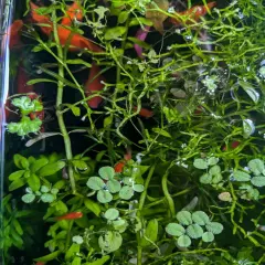 Live Aquarium Plant Pack Bundle~~ Beginner friendly 7 Species!~~Over 30 plants~~