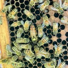 Honey Bees for Sale - Local Pickup only