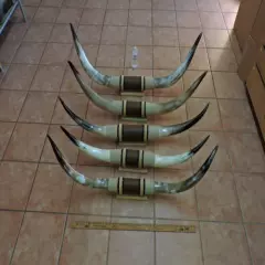 MOUNTED STEER HORNS 4' - 4' 5" TIP TO TIP (1 SET) COW BULL HORNS LONGHORNS 