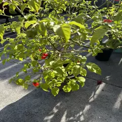 Fresh organic scorpion peppers (3 Per Order)