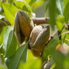 Organic Blanched Almond Flour - Non-GMO, Kosher, Vegan - by Food To Live