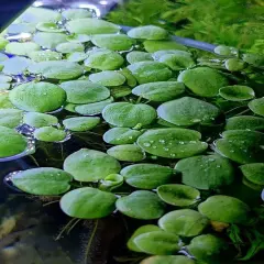 Amazon frogbit