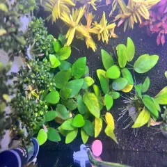 5x ANUBIAS AQUARIUM PLANT - ASSORTED SPECIES- EASY BEGINNER PLANT