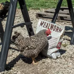 Flock Fest Dried Mealworms for Chickens, Wild Birds, Ducks, and Small Pets 2P