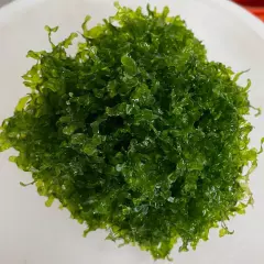 Subwassertang Round Pellia Moss live plant aquarium