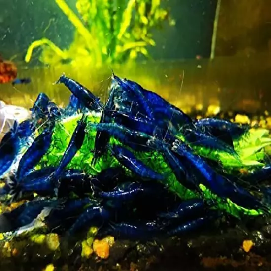 Blue Dream Shrimps Live Freshwater Shrimp Aquarium Neocaridina Inverts RCS