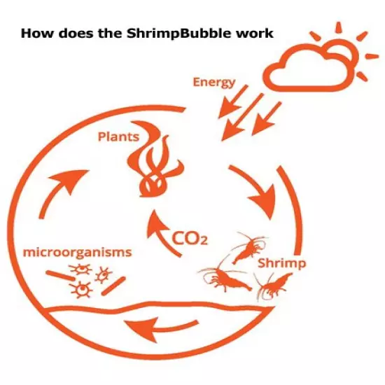 Shrimp Bubble Self-Sustaining Ecosystem