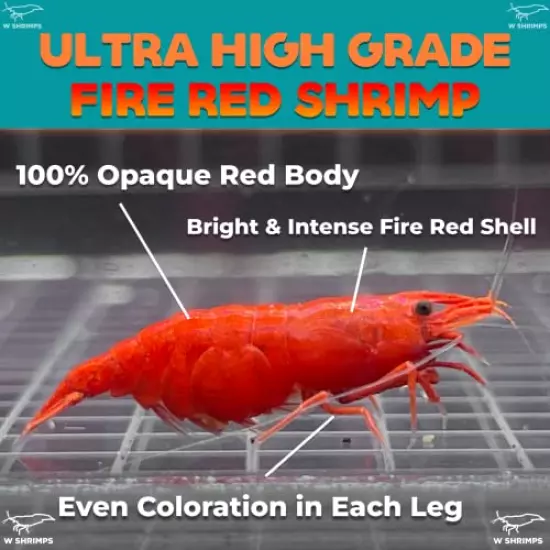 Ultra High Grade Fire Red Cherry Shrimps Neocaridina Live Freshwater Shrimp Aquarium Inverts by W Shrimps (10+2 Fire Red Shrimps)