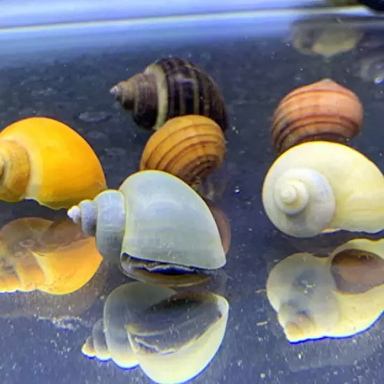 Generic,Mystery Snails x3 (Pomacea Bridgesii) Large Mix Pack - Live Freshwater Snails