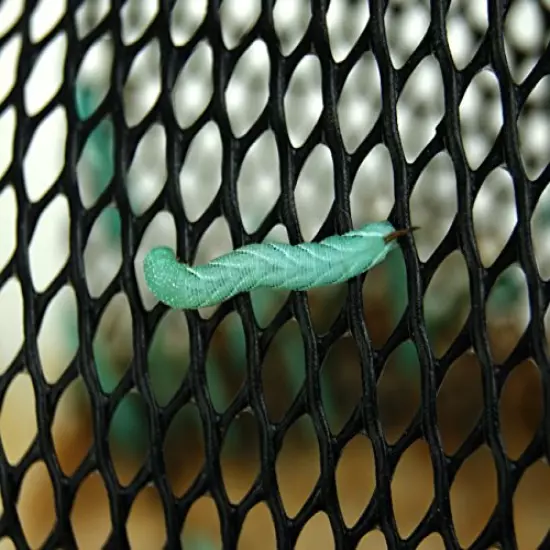 Josh's Frogs Hornworms Habitat Cups Large