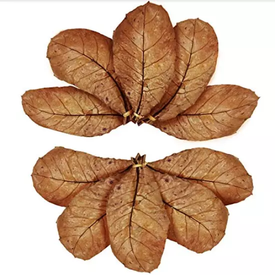 SunGrow Catappa Indian Almond Leaves, 8-Inches, for Freshwater Shrimps and Tropical Fish