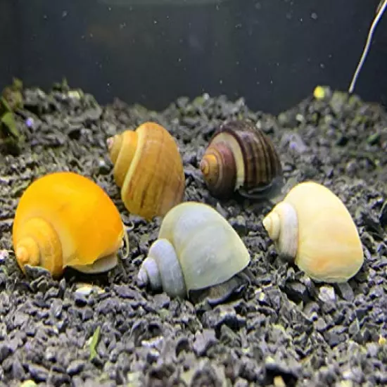 Generic,Mystery Snails x3 (Pomacea Bridgesii) Large Mix Pack - Live Freshwater Snails