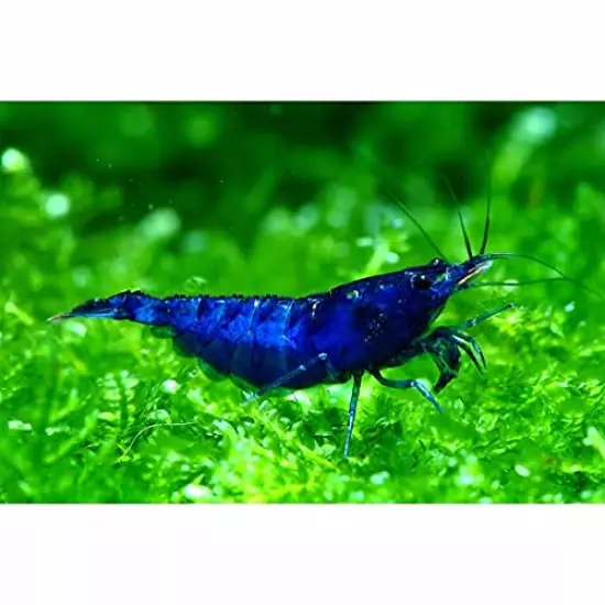 10 Neocaridina Freshwater Aquarium Shrimps 1/4 to 1/2 inch Long. Pick Your Colors