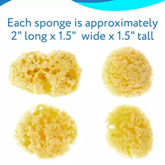 Evergreen Pet Supplies 4-Pack of Natural Hermit Crab Sea Sponges - All Natural Sponge for Crabs - Assists Safer Drinking, Provides Nutrients, Balances Tank Humidity