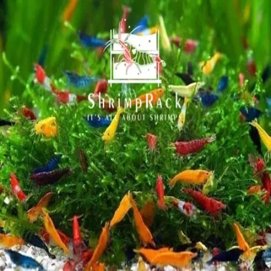 ShrimpRack™ 10 Mixed Color Neocaridina Shrimp Skittles Live Freshwater Aquarium Shrimps . Beeding Age Young Adults 1/2- 1 inch Long. Live Arrival Guarantee.