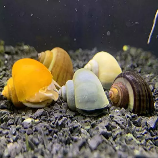 Generic,Mystery Snails x3 (Pomacea Bridgesii) Large Mix Pack - Live Freshwater Snails