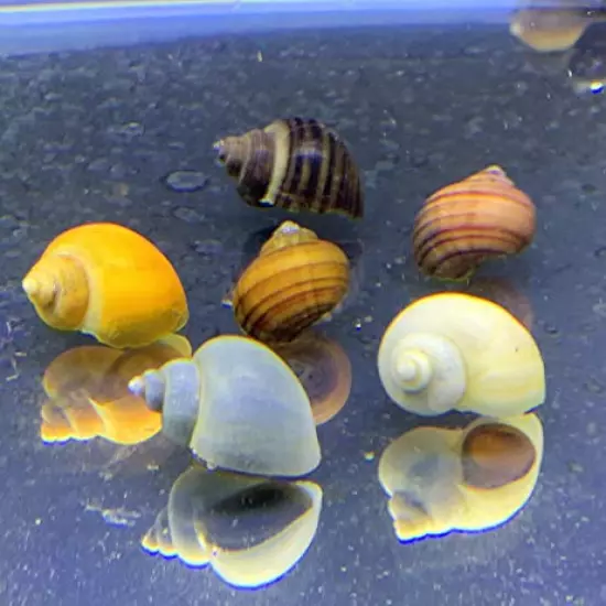 Generic,Mystery Snails x3 (Pomacea Bridgesii) Large Mix Pack - Live Freshwater Snails