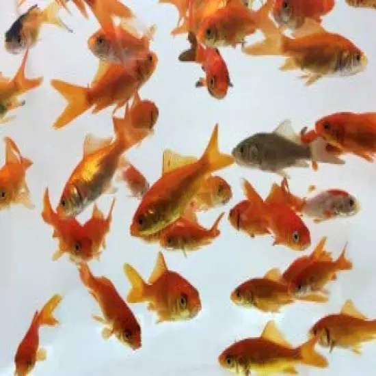 Toledo Goldfish Live Comet Common Feeder Goldfish for Ponds, Aquariums or Tanks – USA Born and Raised – Live Arrival Guarantee