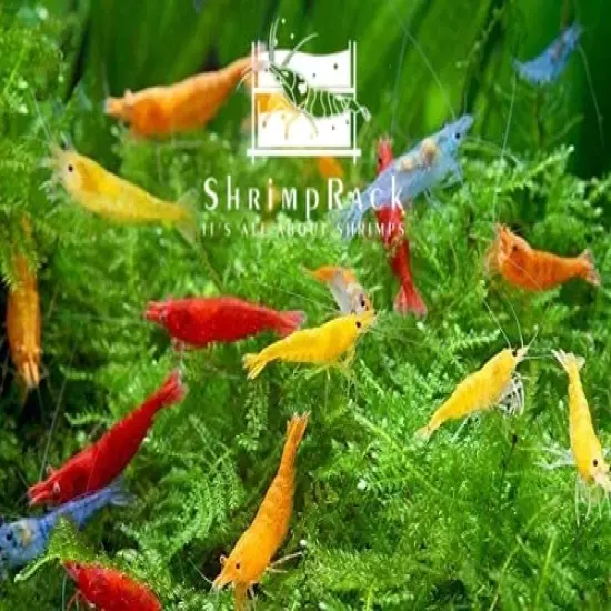 ShrimpRack™ 10 Mixed Color Neocaridina Shrimp Skittles Live Freshwater Aquarium Shrimps . Beeding Age Young Adults 1/2- 1 inch Long. Live Arrival Guarantee.