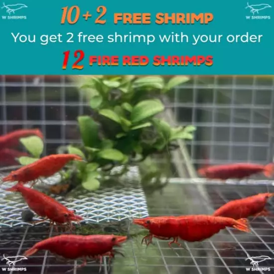 Ultra High Grade Fire Red Cherry Shrimps Neocaridina Live Freshwater Shrimp Aquarium Inverts by W Shrimps (10+2 Fire Red Shrimps)