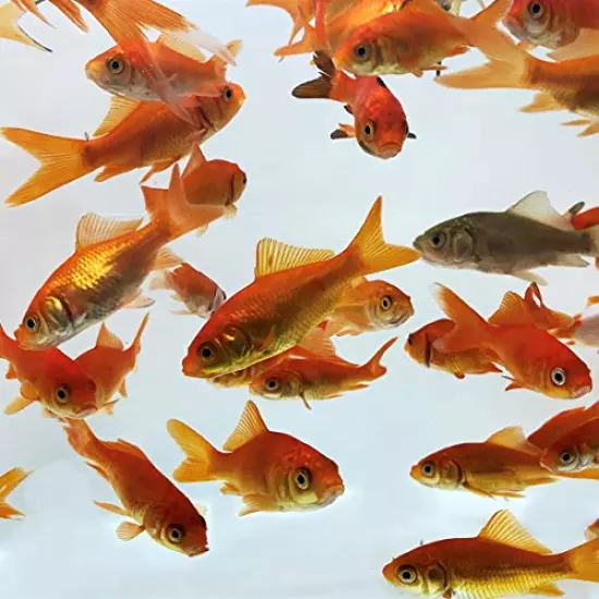 Toledo Goldfish Live Comet Common Feeder Goldfish for Ponds, Aquariums or Tanks – USA Born and Raised – Live Arrival Guarantee