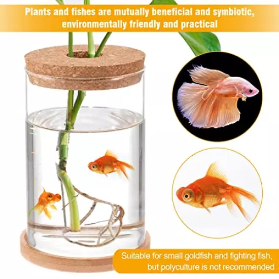 Garden Planter for Betta Fish, Fish Tank Bowl, Hydroponic Plant Terrarium, Cyclically Promoted Great Environment for Plant and Betta Fish, 6" H x 4" D Aquaponic Fish Tank