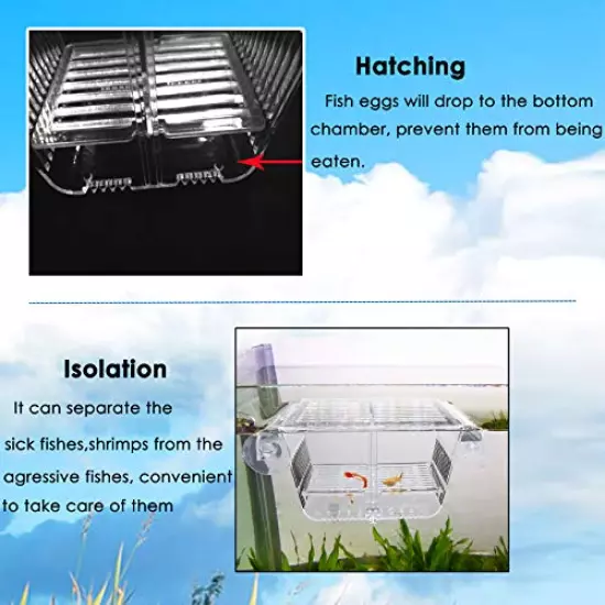 capetsma Fish Breeding Box, Acrylic Fish Isolation Box with Suction Cups, Aquarium Acclimation Hatchery Incubator for Baby Fishes Shrimp Clownfish and Guppy.