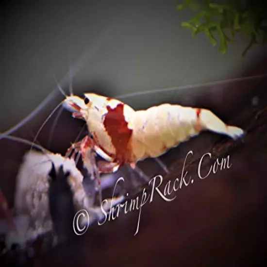 ShrimpRack 10 +1 Crystal Red Shrimp CRS Grade S-SSS Live Freshwater Aquarium Shrimps . 1/4 to 1/2 inch Long.