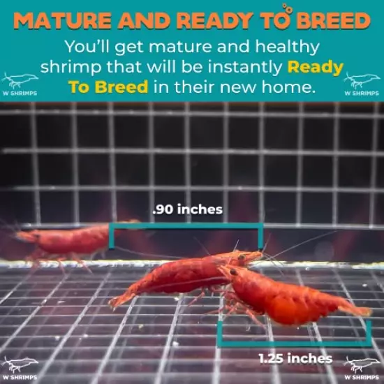 Ultra High Grade Fire Red Cherry Shrimps Neocaridina Live Freshwater Shrimp Aquarium Inverts by W Shrimps (10+2 Fire Red Shrimps)