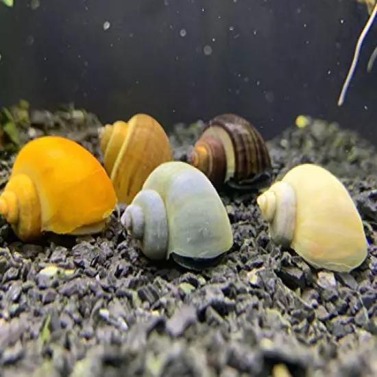 Generic,Mystery Snails x3 (Pomacea Bridgesii) Large Mix Pack - Live Freshwater Snails